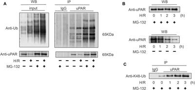 Exogenous Urokinase Inhibits Proteasomal Degradation of Its Cognate Urokinase Plasminogen Activator Receptor